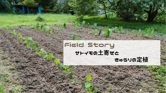 Field Story　サトイモの土寄せときゅうりの定植